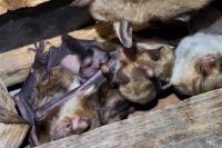 Myotis myotis