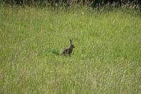 Lepus europaeus
