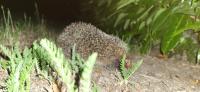 Erinaceus europaeus