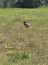 Lepus europaeus