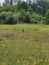 Lepus europaeus
