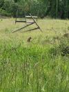Lepus europaeus