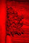 Myotis myotis