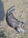 Myocastor coypus