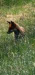 Vulpes vulpes