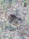 Myocastor coypus