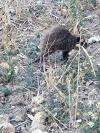 Myocastor coypus