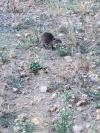 Myocastor coypus