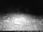 Vulpes vulpes