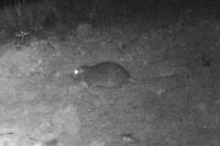 Rattus norvegicus