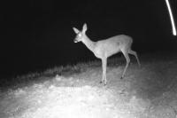 Capreolus capreolus