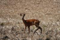 Capreolus capreolus