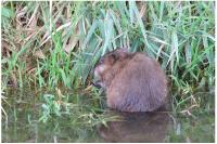 Ondatra zibethicus
