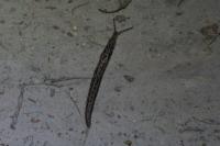 Limax maximus