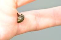 Physella acuta