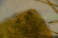 Physella acuta