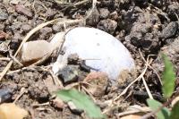 Cornu aspersum