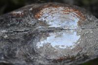 Anodonta