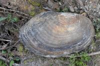 Anodonta