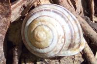 Cepaea nemoralis