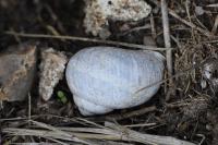 Cornu aspersum
