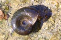 Planorbarius corneus