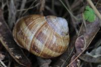 Helix pomatia