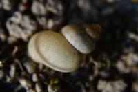 Pomatias elegans