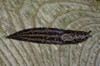 Limax maximus