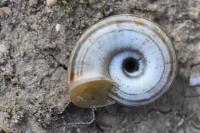 Helicella itala