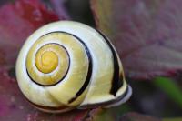 Cepaea nemoralis