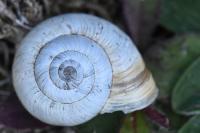 Helicella itala