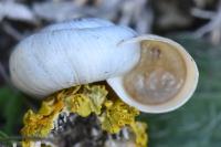 Helicella itala