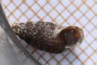Merdigera obscura