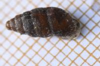 Merdigera obscura