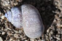 Pomatias elegans