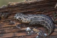 Limax maximus