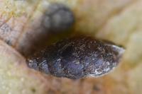 Merdigera obscura