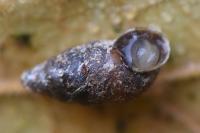 Merdigera obscura