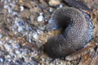 Limax cinereoniger
