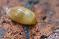Arion intermedius