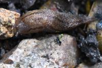 Lehmannia marginata
