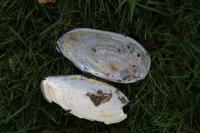 Anodonta cygnea