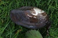 Anodonta cygnea