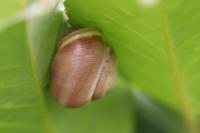 Cepaea hortensis