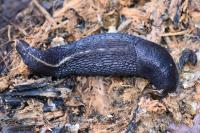 Limax cinereoniger