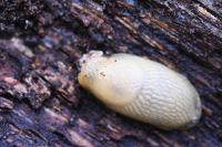 Arion intermedius