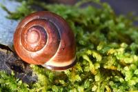 Cepaea nemoralis