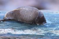 Limax cinereoniger