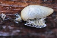 Arion intermedius